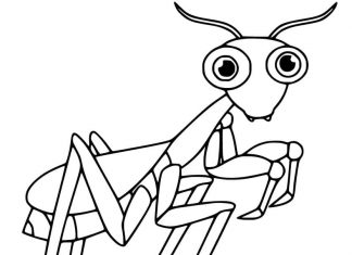 kolorowanka modliszka na łące