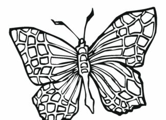 Motyl kolorowanka motyl do druku dla dzieci