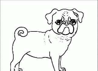 kolorowanka niezadowolony pies rasy mops