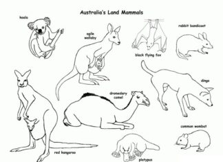 Niezwykłe zwierzęta kolorowanka niezwykłe zwierzęta