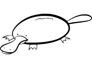 kolorowanka okrągły ssak z długim dziobem dziobak do druku