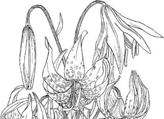 Opadające kwiatki lilii pachnącej kolorowanka opadające kwiatki lilii pachnącej