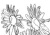 Piękne kwiaty stokrotek kolorowanka piękne kwiaty stokrotek do druku