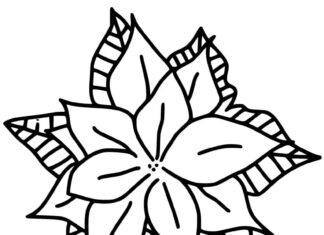 kolorowanka pięknny kwiat ponsecja z liścmi