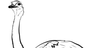 kolorowanka ptak z bardzo długą szyją