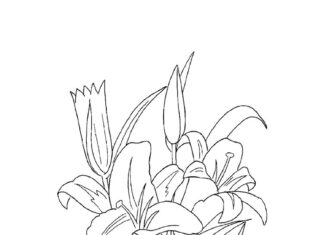 Rosnący kwiatek lilia kolorowanka rosnący kwiatek lilia