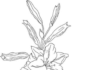 Rosnący kwiatek lilii kolorowanka rosnący kwiatek lilii