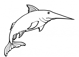 Ryba miecz macha płetwą kolorowanka ryba miecz macha płetwą