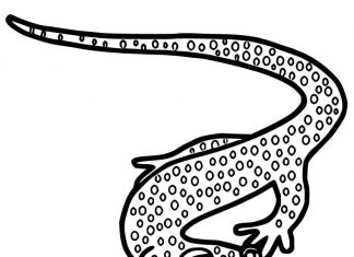 Salamandra plamista z długim ogonem