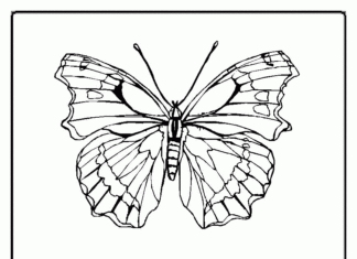 kolorowanka tatuaż motyl