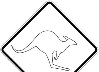 Uwaga kangury kolorowanka uwaga kangury