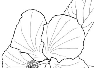 kolorowanka z kwiatkiem hibiscus dla dzieci