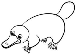 kolorowanka zdziwiony dziobak z pazurami do druku