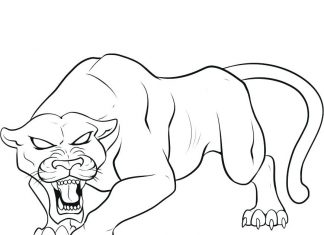 Pantera groźnie patrzy