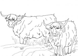 Bydło na trawie kolorowanka Bydło na trawie