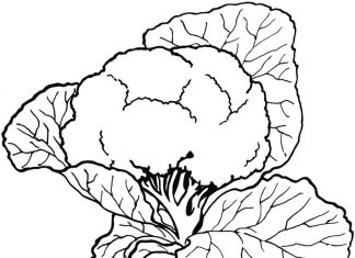 Duże liście warzywa