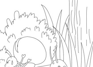 Dwa świerszcze odpoczywają