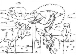 Dzikie zwierzęta na wolności