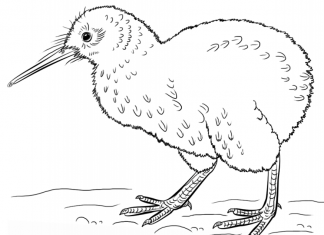Egzotyczny ptak kiwi kolorowanka egzotyczny ptak kiwi do druku