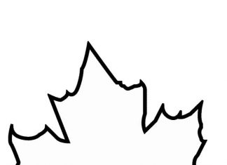 Konturowy liść klonu