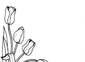 Króliczek wącha tulipan