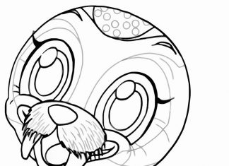 kolorowanka mała foka