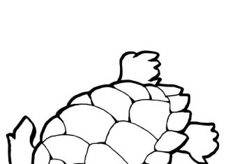 Mały żółwik morski szuka stada