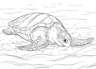 Morski gad leżący na lądzie