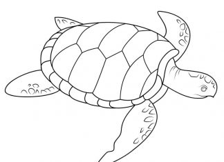 Morski żółw płynący za ławicą ryb