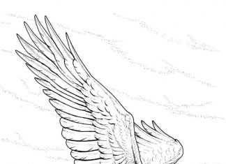 Orzeł wysuwa szpony kolorowanka orzeł wysuwa szpony