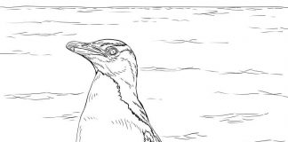 kolorowanka pingwin nad wodą do druku