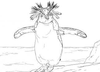 Przywódca pingwinów kolorowanka przywódca pingwinów do druku