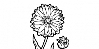 Kolorowanki Marigold