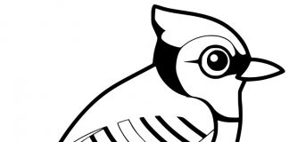 Kolorowanki Blue Jay Ptak koloru niebieskiego dla dzieci