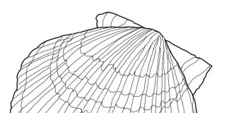 Kolorowanki Przegrzebek