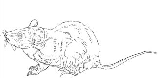 Kolorowanki Bandicoot Realistyczne zwierzątko