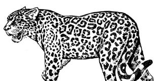 Kolorowanki Ocelot