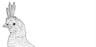 Kolorowanki Przepiórka