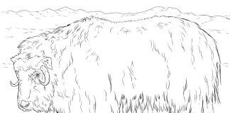 Kolorowanki Musk Ox