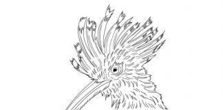 Kolorowanki Dudek Realistyczny ptak