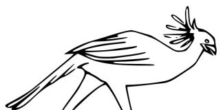 Kolorowanki Sekretarz ptak