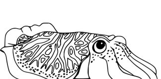 Kolorowanki Mątwa Stwór z dużymi oczami i odnogami w morzu