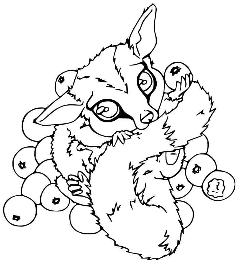 Sugar Gilder zajada się borówkami