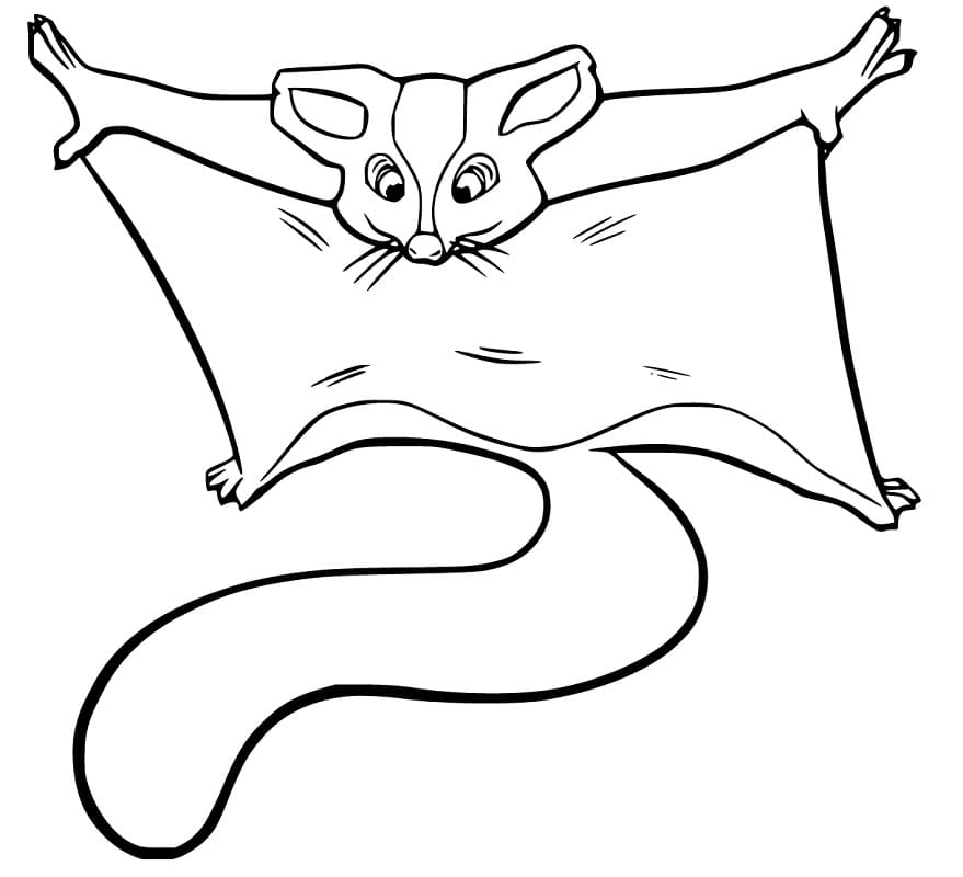 Sugar Gilder zwierzątko