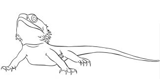 Kolorowanki Bearded Dragon Szybko biegająca jaszczurka