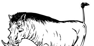 Kolorowanki Warthog – Guziec