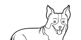 Kolorowanki Welsh Corgi