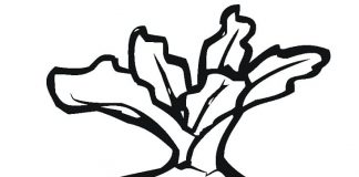 Zadowolony burak dla dzieci