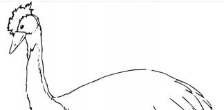 Kolorowanki Kazuar Zamyślony ptaszek przypatrujący się na trawę kolorowanka