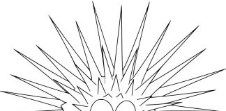 Kolorowanki Jeżowiec Zdziwiony jeżowiec jako obrazek do kolorowania